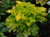 urawka Heuchera 'Pear Crisp'